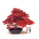 Specimen Deshojo maple Specimen Deshojo maple