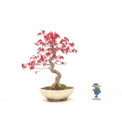 Shohin Deshojo maple,