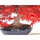 Specimen Deshojo maple Specimen Deshojo maple