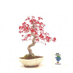 Shohin Deshojo maple,