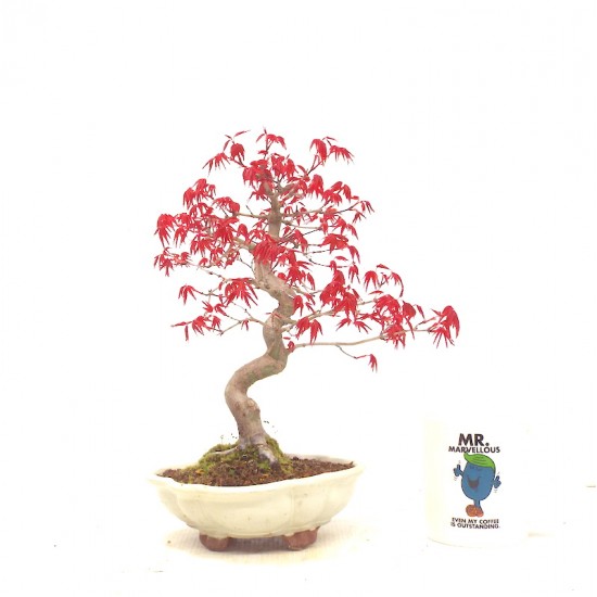 Shohin Deshojo maple,