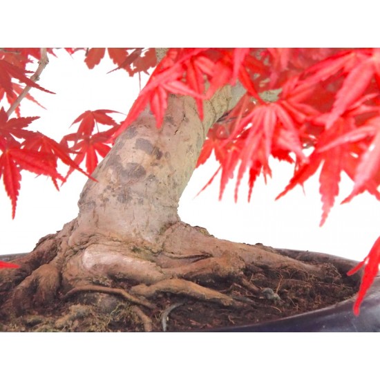 Specimen Deshojo maple Specimen Deshojo maple