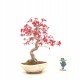 Shohin Deshojo maple,