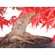 Specimen Deshojo maple Specimen Deshojo maple