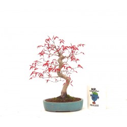 Shohin Deshojo maple