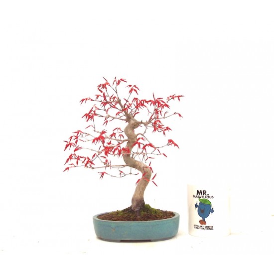 Shohin Deshojo maple