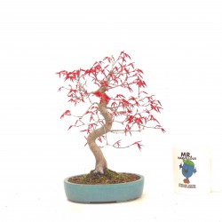 Shohin Deshojo maple