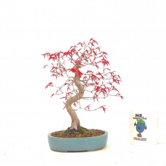Shohin Deshojo maple