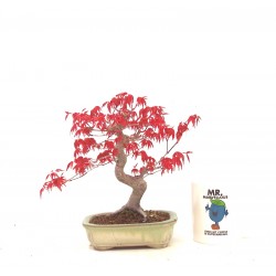 Shohin Deshojo maple