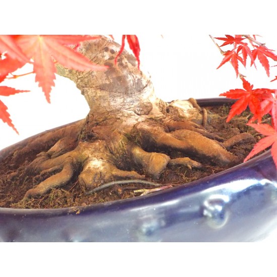 Specimen Deshojo maple Specimen Deshojo maple