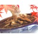 Specimen Deshojo maple Specimen Deshojo maple