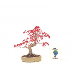 Shohin Deshojo maple