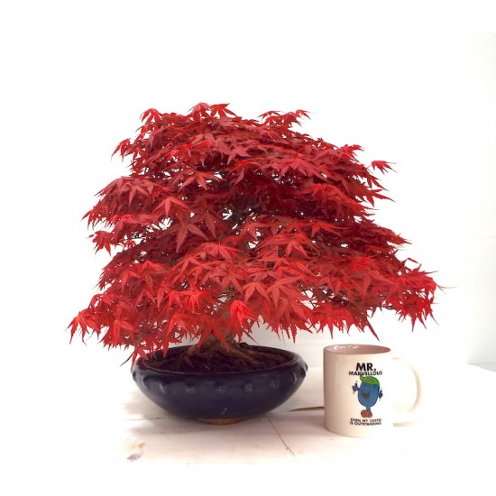 Specimen Deshojo maple Specimen Deshojo maple