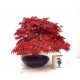Specimen Deshojo maple Specimen Deshojo maple