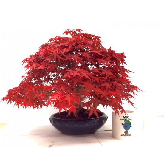 Specimen Deshojo maple Specimen Deshojo maple
