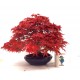 Specimen Deshojo maple Specimen Deshojo maple