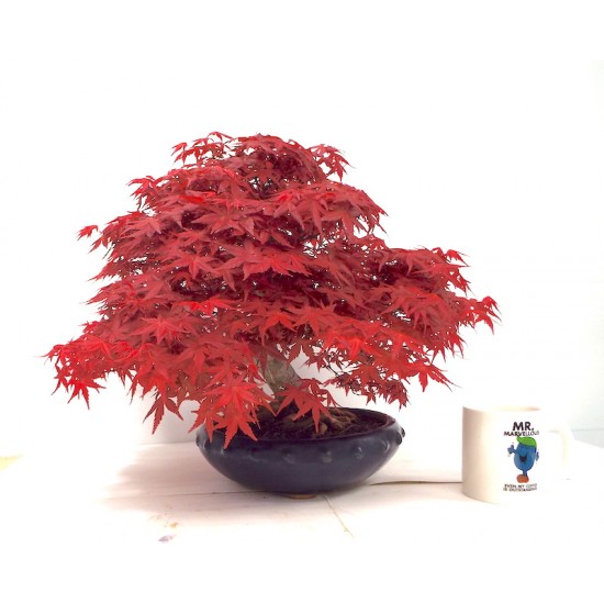 Specimen Deshojo maple Specimen Deshojo maple