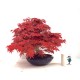 Specimen Deshojo maple Specimen Deshojo maple