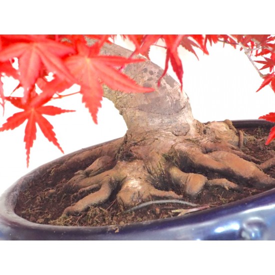 Specimen Deshojo maple Specimen Deshojo maple