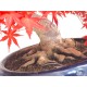 Specimen Deshojo maple Specimen Deshojo maple