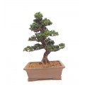 Sekka Hinoki