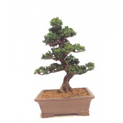 Sekka Hinoki 