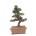 Sekka Hinoki