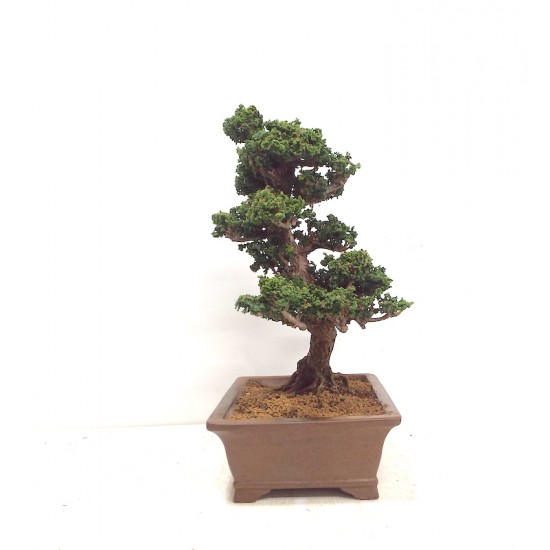 Sekka Hinoki 