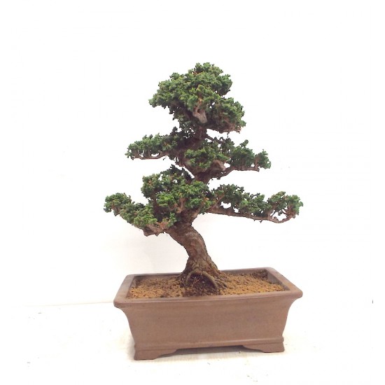 Sekka Hinoki 