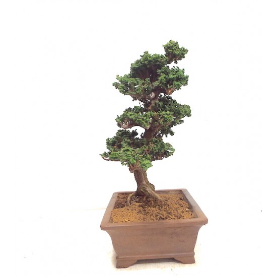 Sekka Hinoki 