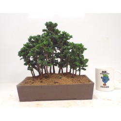 large Sekka forest