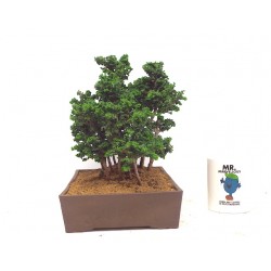 large Sekka forest