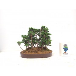 sekka forest