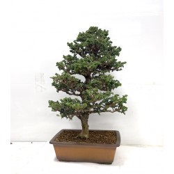 Sekka Hinoki Sekka Hinoki