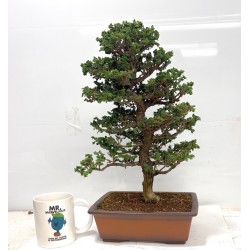 Sekka Hinoki 