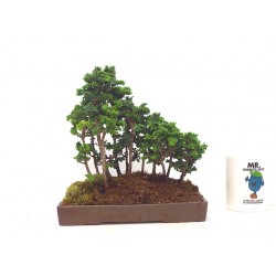 sekka forest