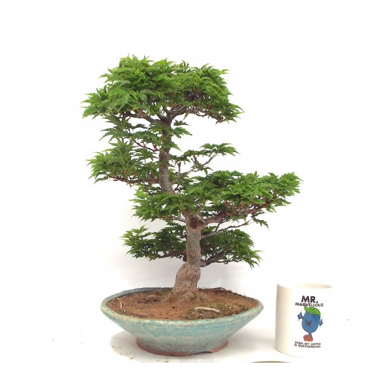 Shishigashira Shishigashira