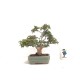 The Shishigashira Japanese Maple The Shishigashira Japanese Maple