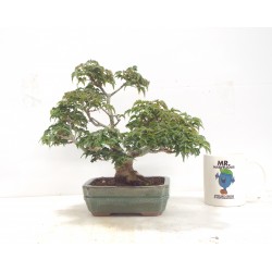 The Shishigashira Japanese Maple