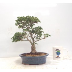 Shishigashira Japanese Maple 
