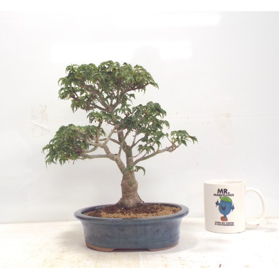 Shishigashira Japanese Maple Shishigashira Japanese Maple