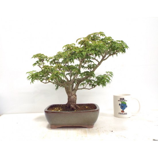 Shishigashira Japanese Maple Shishigashira Japanese Maple