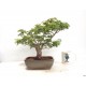 Shishigashira Japanese Maple Shishigashira Japanese Maple