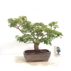Shishigashira Japanese Maple Shishigashira Japanese Maple