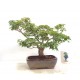 Shishigashira Japanese Maple Shishigashira Japanese Maple