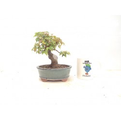 Shohin Trident Maple