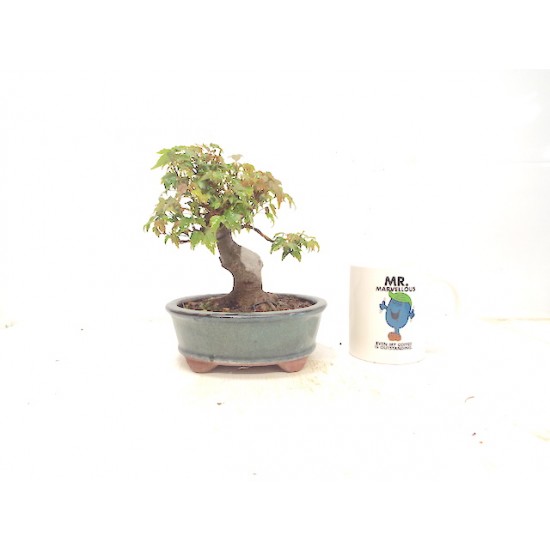 Shohin Trident Maple Shohin Trident Maple