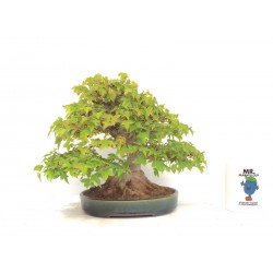 Shohin Trident Maple