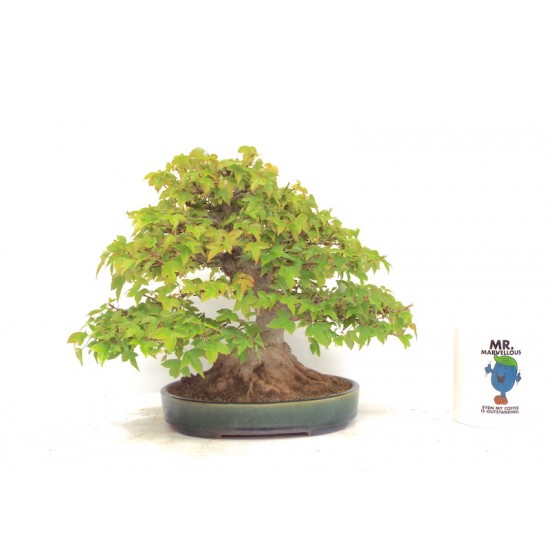 Shohin Trident Maple Shohin Trident Maple