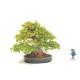 Shohin Trident Maple Shohin Trident Maple